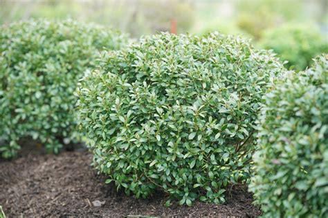 Strongbox® Inkberry Holly Ilex Glabra Proven Winners