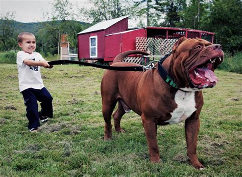 Hulk At Lbs Might Be The Worlds Biggest Pitbull And Hes Still