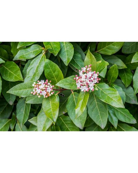 Laurier Tin Giganteum Viorne Tin Giganteum Viburnum Tinus Giganteum