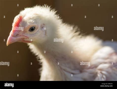 Engraissement de poulets de chair Banque de photographies et dimages à