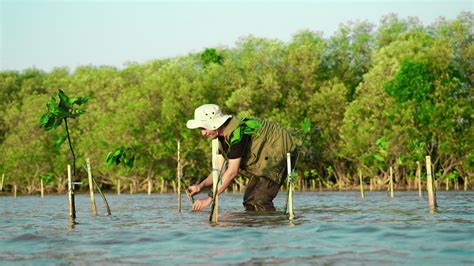 KALLA Lakukan Penyulaman 10 000 Bibit Mangrove Hingga Awal 2024 Mata