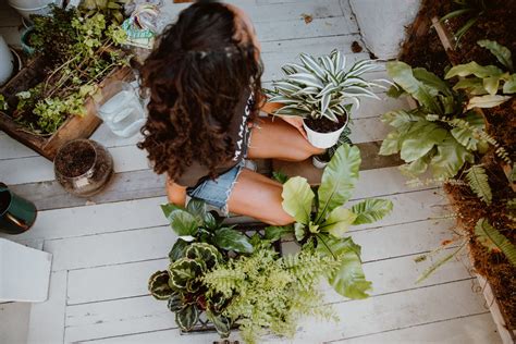 How To Make Your Own Living Fern Wall Melissa Gayle Photography