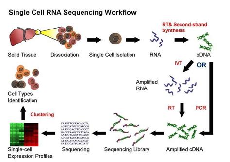 Single Cell Sequencing (scRNA-seq) | Lifescience-forum