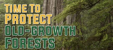 Protect Our Old Growth Forests Demand Progress