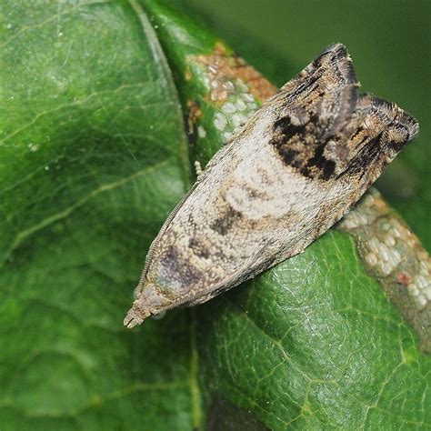 Phéromone Carpocapse Des Châtaignes Cydia Splendana
