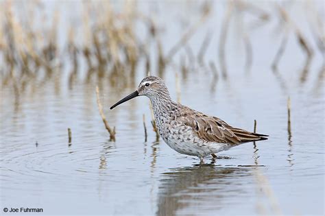 Stilt Sandpiper – Joe Fuhrman Photography