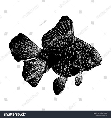 Hand Drawn Gold Fish Vector Illustration Stock Vector Royalty Free