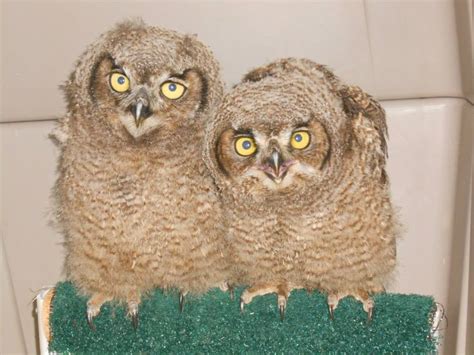 Great Horned Owl nestlings MP 2013 – Wolf Hollow Wildlife ...