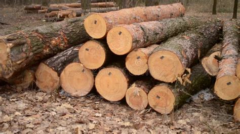 Deforestation Naked Piece Of Land In The Forest After Cutting Down