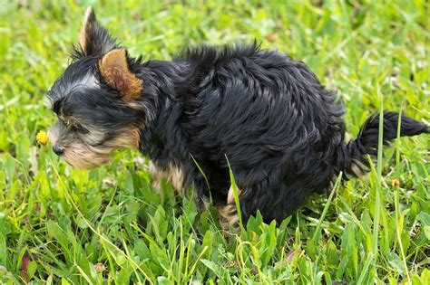 how to stop my dog from rolling in poop