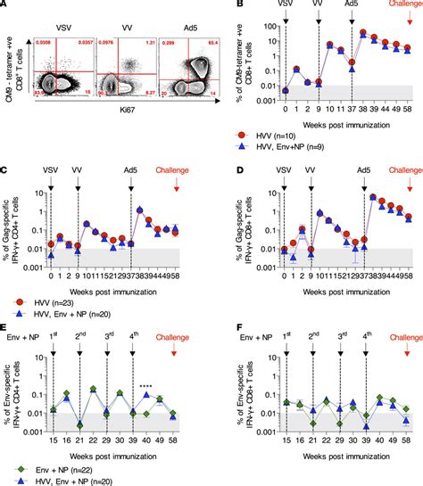 High Magnitude And Persistent SIV Gag Specific CD4 And CD8 T Cell