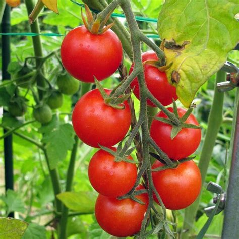 Tomate Cerise Gardener S Delight Solanum Lycopersicum Graines