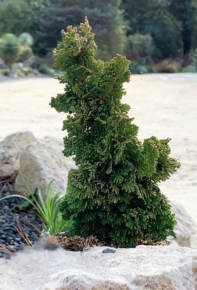 Dwarf Conifers for sale,Evergreen Shrubs,Buy Plants Online,Dwarf ...