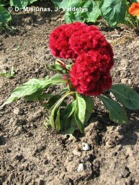 Skiauterėtoji celiozija - Celosia cristata - FLORES