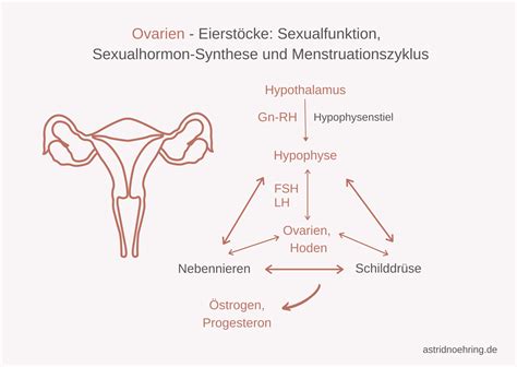 Östrogene alles über weiblichen Geschlechtshormone