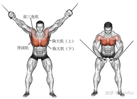 【胸部】经典训练动作 图解 知乎