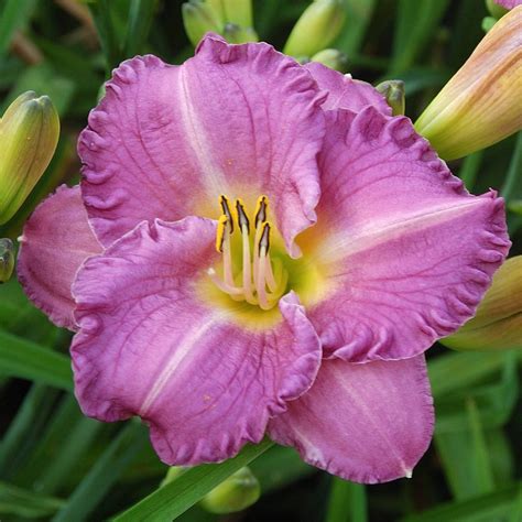 Hemerocallis ‘entrapment Lis Dun Jour Daylily Jardins Michel