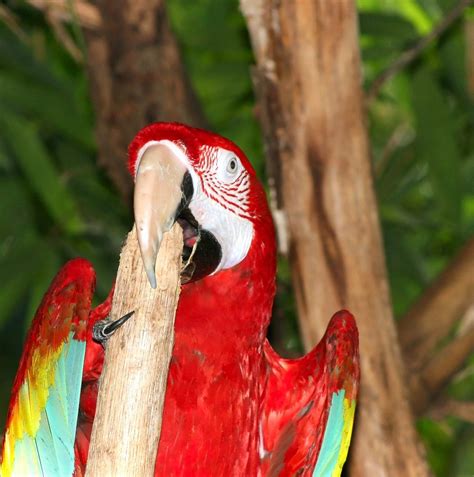 Scarlet Macaw Free Photo Download | FreeImages