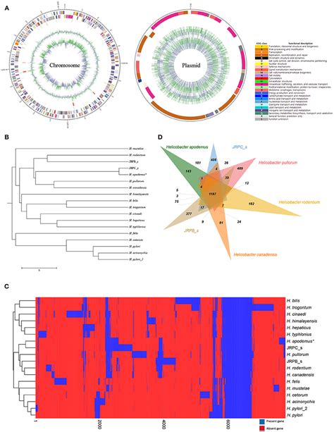 Frontiers Complete Genome Sequencing And Comparative Genomic Analysis