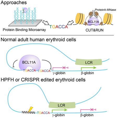 Direct Promoter Repression By BCL11A Controls The Fetal To Adult