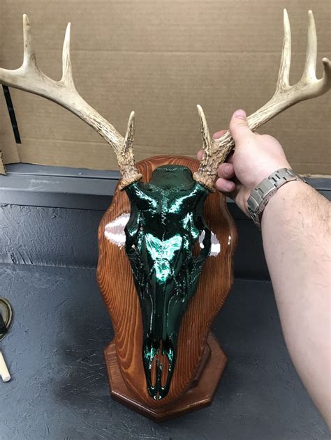 European Mount Deer Skull Spray Chrome Applied And Colored Deer Skulls European Mounts Deer