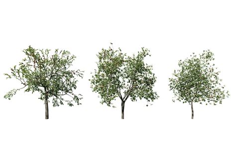 Set Of Apple Tree Transparent Background Png