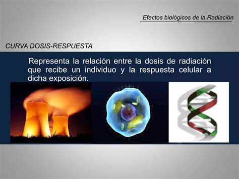 Efectos Biologicos De La Radiacion PPT