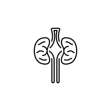 Kidneys Outline Stock Illustrations 1283 Kidneys Outline Stock