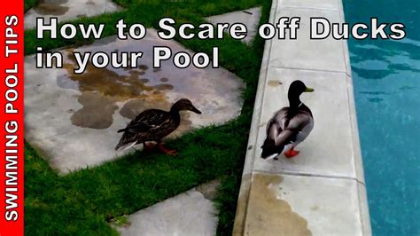 Ducks In Your Swimming Pool How To Scare Them Off Youtube