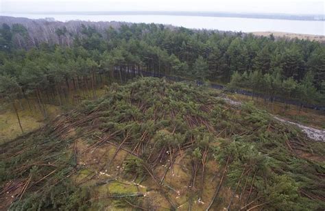 Rozprawa apelacyjna ws wycinki lasu w Łebie Wyrok 5 listopada