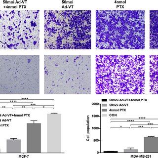 Effects On Mcf And Mda Mb Cells Migration Assessed Using The