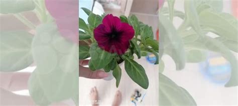 Рассада петунии купить в Миассе | Товары для дома и дачи | Авито