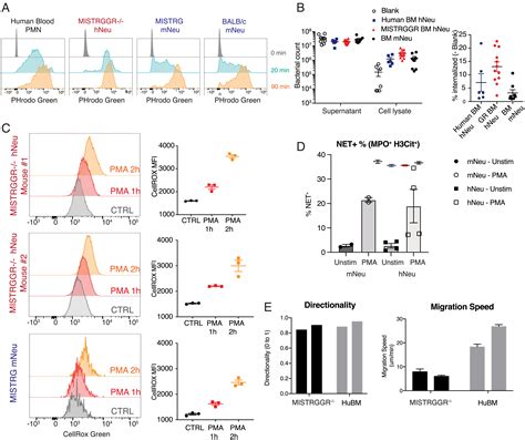 Human Neutrophil Development And Functionality Are Enabled In A