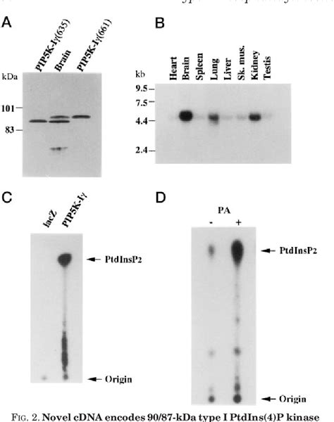 Figure From Type I Phosphatidylinositol Phosphate Kinases