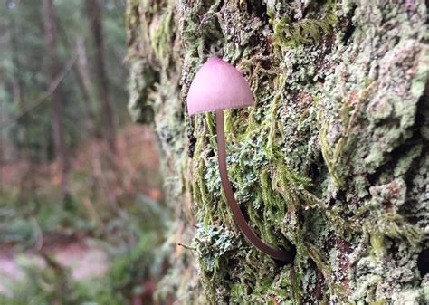 Floralwaterwitchsome Super Cute Fungi In British Columbia Tumblr Pics