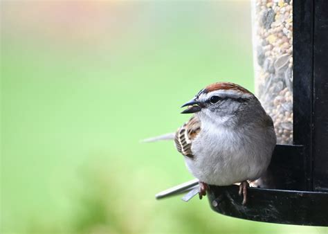 Do bird feeders discourage migration? — Southern Wisconsin Bird Alliance