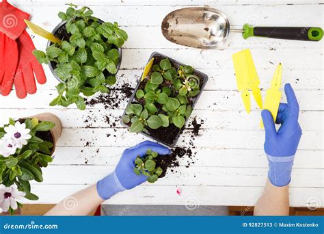 Jardinero Que Planta Las Flores Cierre Encima De La Foto Imagen De