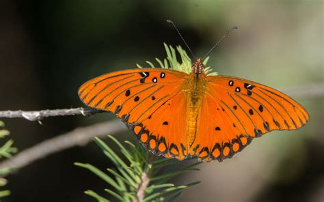 Mariposa Pasionaria Motas Blancas Desde San Miguel De Allende