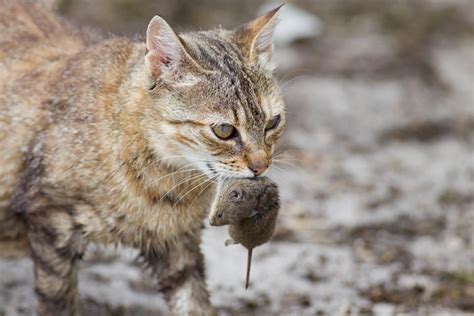 猫がネズミを食べる理由とその時の注意点 ねこちゃんホンポ