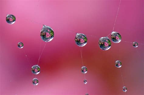 Wallpaper Water Rose Pink Dew Drop Drops Flickrstruereflection1