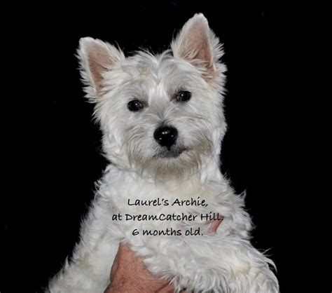 Adult West Highland White Terrier For Sale Illinois Dreamcatcher