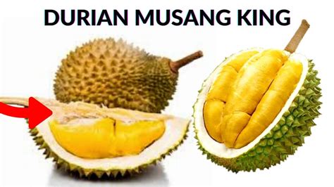 Durian D24 VS Musang King BEST DURIAN IN THE WORLD YouTube