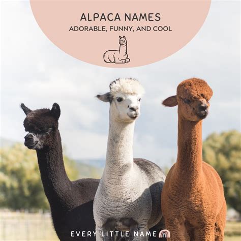 170+ Adorable Alpaca Names (Best, Funny, and Unique) - Every Little Name