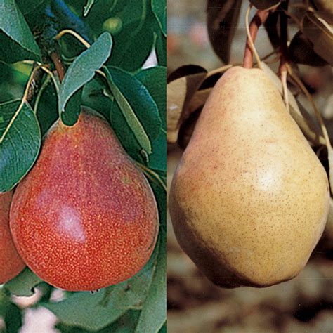 Pear Dwarf For The North 1 Pear J W Jung Seed Company