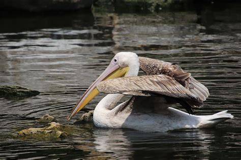 Pelikan Vogel Waten Kostenloses Foto Auf Pixabay Pixabay