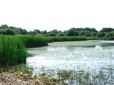 Gosforth Park Nature Reserve - Alchetron, the free social encyclopedia