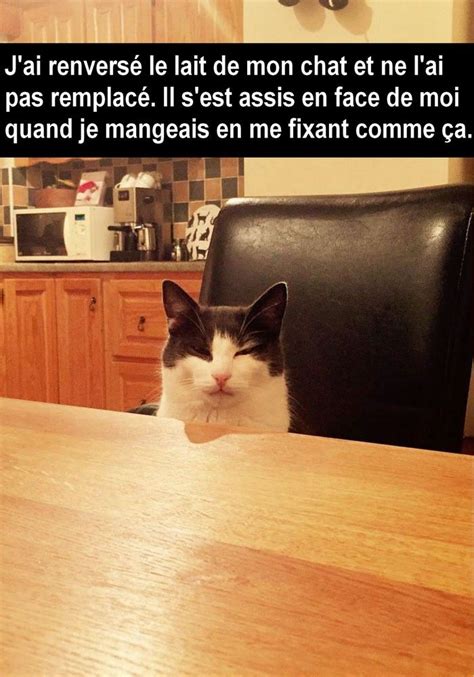 30 Snapchat De Chats Absolument Hilarants Avec Images Mèmes Chats