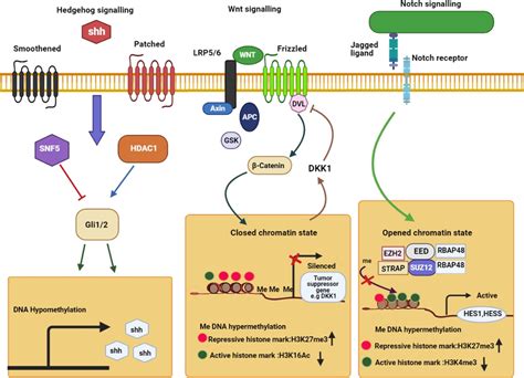 The Main CSCs Signaling Pathways Regulation By Epigenetic Mechanisms