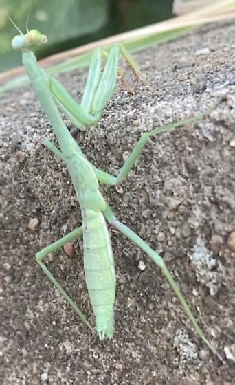 Mantis Nymph Stagmomantis Carolina Bugguidenet