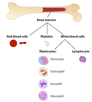 Blood Cells For Kids